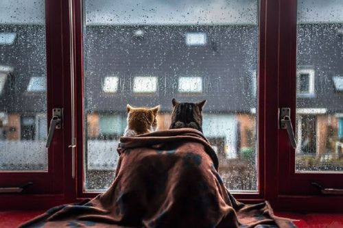 寒冬突袭,带你看看明星们穿什么大衣来显瘦