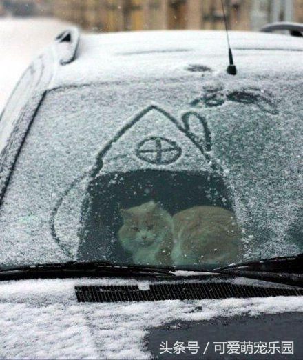 这一跳丢死猫了，幸好没被人类看到！