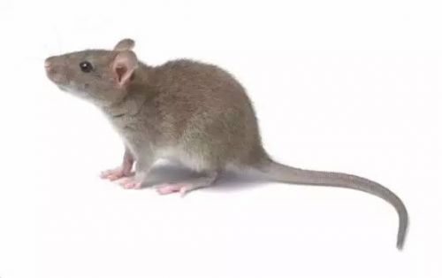 同学聚会方案搞笑 畜生聚会，聊人类 （笑晕了）！