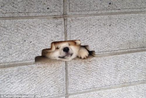 萌萌哒!喜欢钻墙的日本柴犬受网友追捧