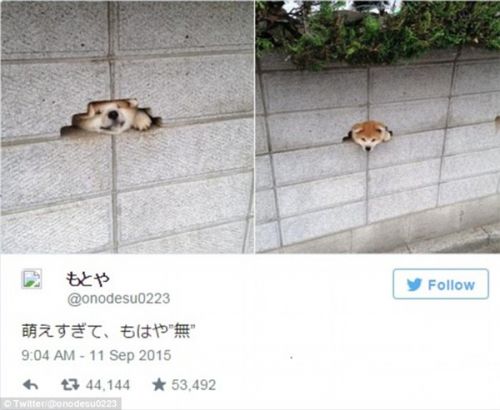 萌萌哒!喜欢钻墙的日本柴犬受网友追捧