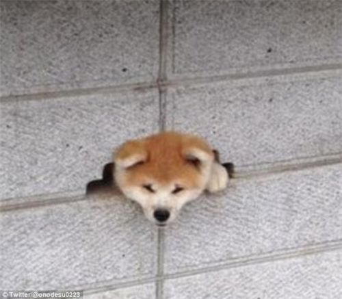萌萌哒!喜欢钻墙的日本柴犬受网友追捧