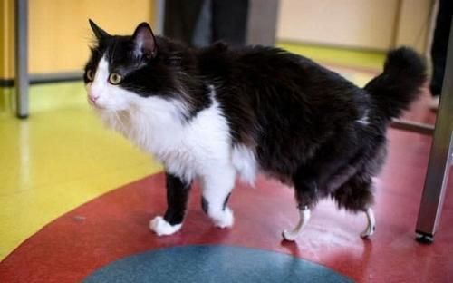 猫界“刀锋战士”：残疾猫咪安装仿生腿重获新生