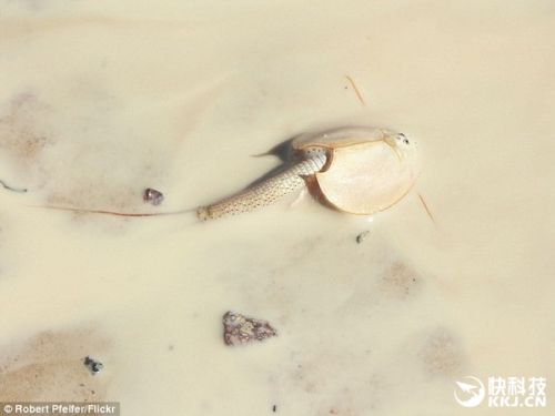 澳洲现史前动物“恐龙虾” 堪称活化石(图)