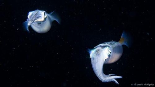 夜游日本：探访神秘的发光荧鱿