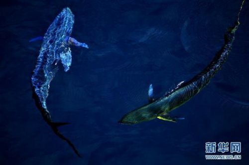 钻探船南海拍鲯鳅 曾在海明威《老人与海》中出现过？