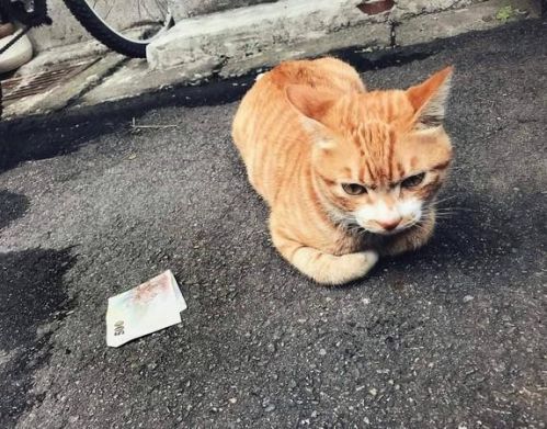 真实版《猫的报恩》 台湾小黄猫叼500元纸币给恩人