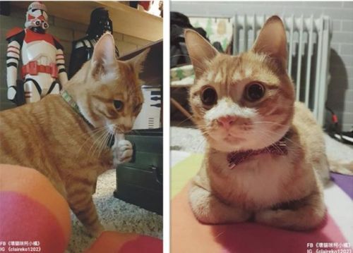 真实版《猫的报恩》 台湾小黄猫叼500元纸币给恩人
