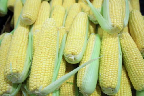 新疆种植转基因玉米 农业部：种子从国外偷带的