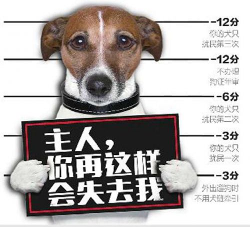 济南养犬积分制 汪星人担心：主人，你再这样会失去我