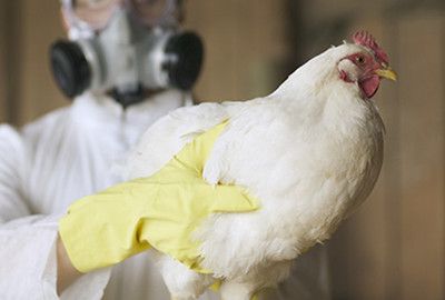 H7N9疫情高发季节 多地活禽市场陆续关闭