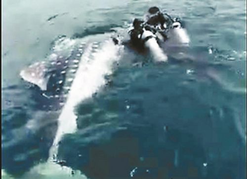 晒捕鲸鲨视频被查 聊天记录曝光-抓到都是钱不是几千几万是几十万