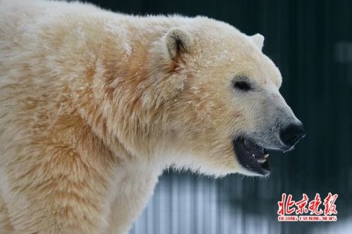 北极熊出逃被射杀 网友：有没有两全其美的办法比如用麻药枪？