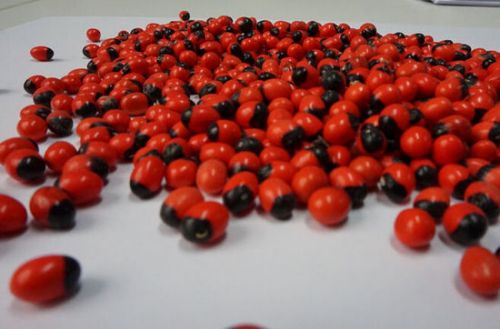 世界毒性最强植物鸡母珠在广州出现 1颗可致命
