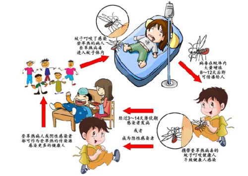 广东上周新增75例登革热病例