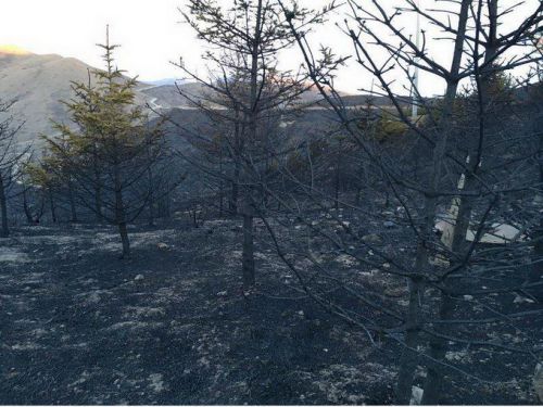 宁夏南华山大火 初步估计过火面积5000亩左右草本植物受损严重