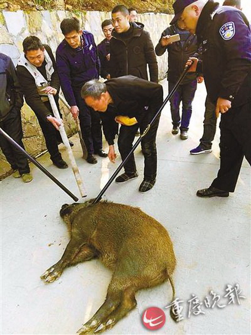 野猪景区对峙游客 网友：“二师兄”你太顽皮了-师傅-只能把你打死