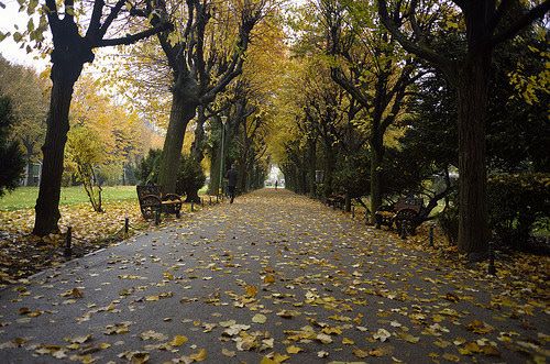 盘点：全球十大最美林荫隧道