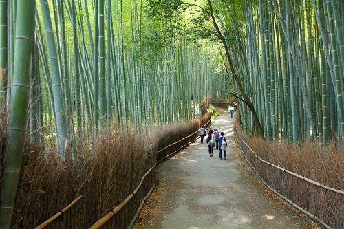盘点：全球十大最美林荫隧道