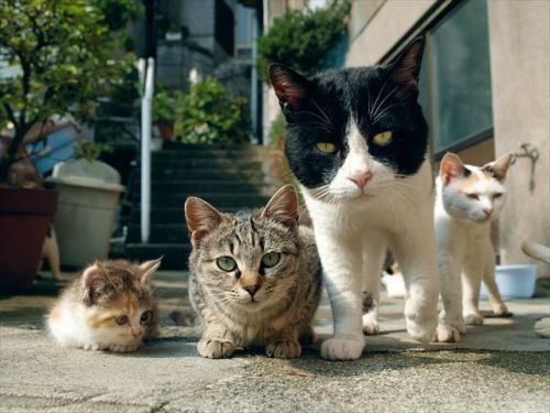 岩合叔叔公开吸猫！《猫步走世界》剧场版今秋上映