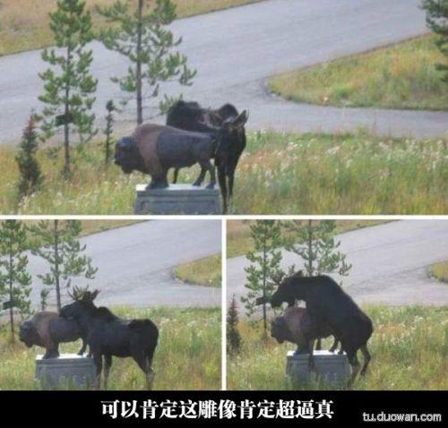 囧图第1005发:智爷你退休吧!塞妹才是真主角