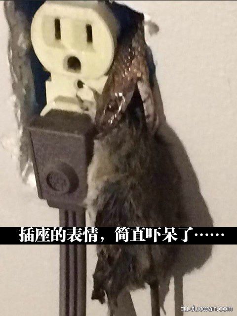 囧图第1005发:智爷你退休吧!塞妹才是真主角
