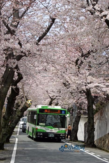 盘点：赏樱季日本闻名的樱花隧道