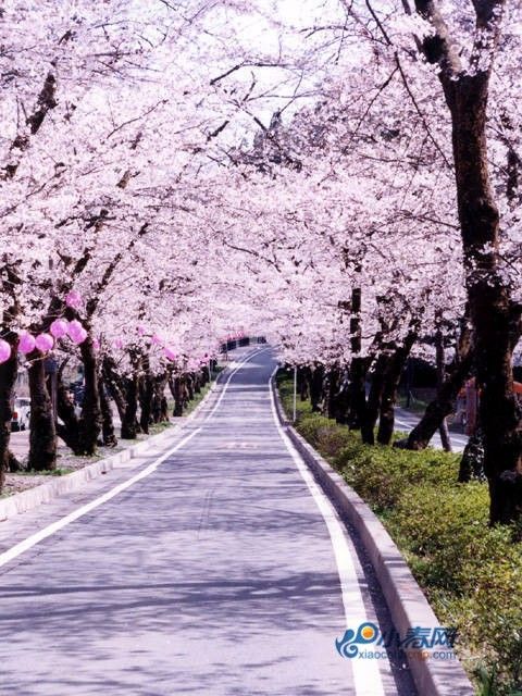 盘点：赏樱季日本闻名的樱花隧道