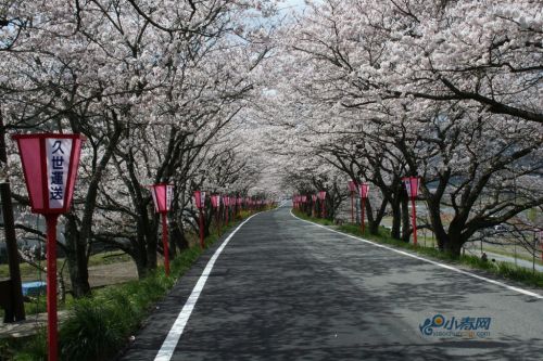 盘点：赏樱季日本闻名的樱花隧道