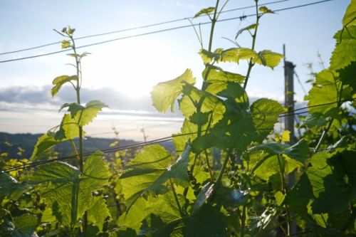 紫金新干线3室1厅1卫120㎡地中海