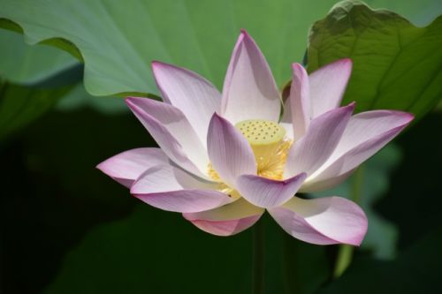 4室2厅2卫240㎡新古典_1