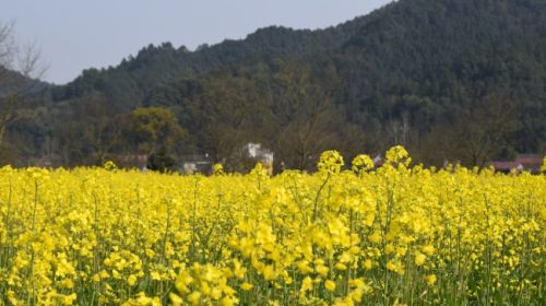 西山壹号1室1厅1卫61㎡现代简约