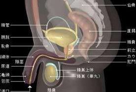 热淋清颗粒作用